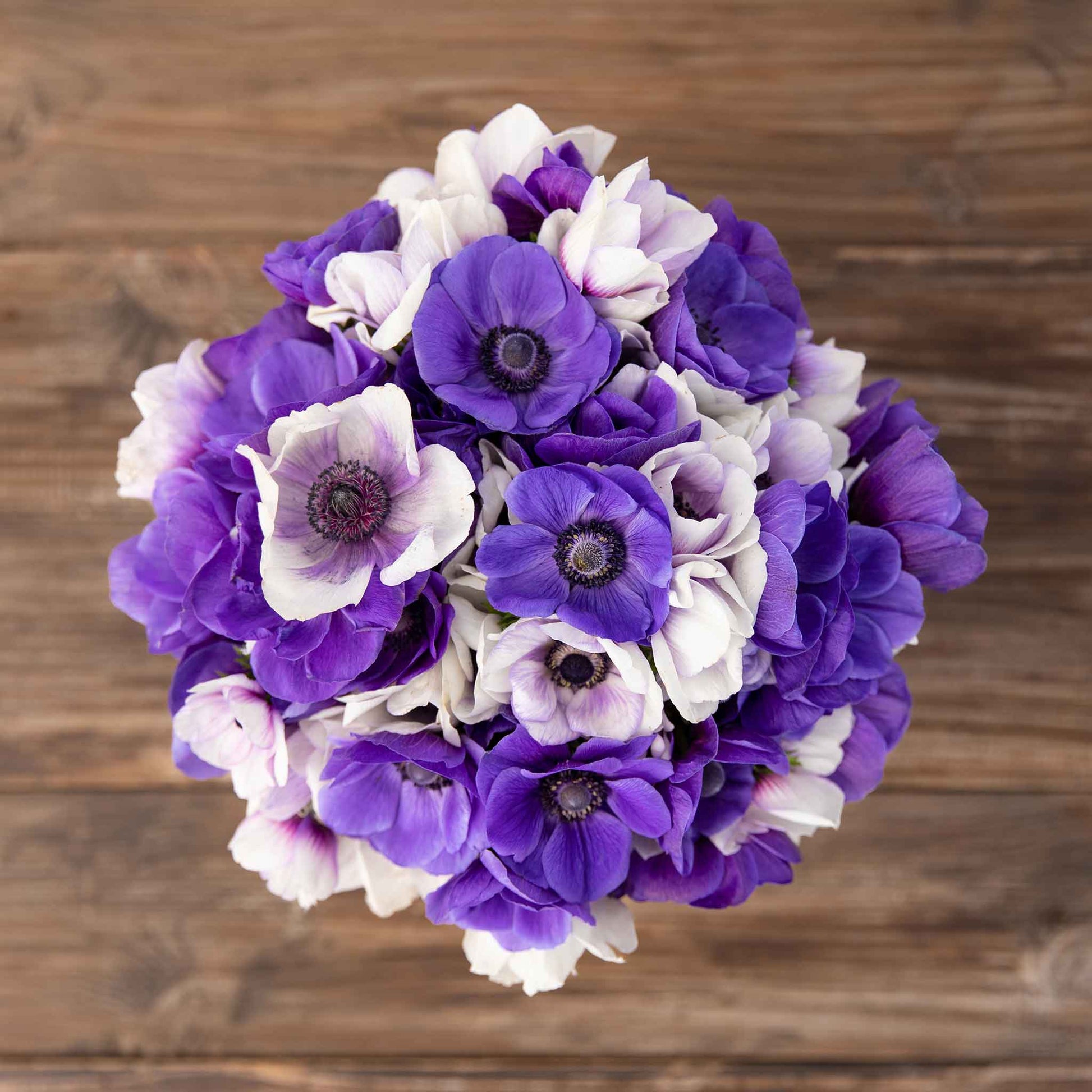 anemone midnight mix