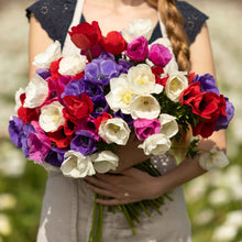 Pink, purple, and white anemone flowers in bloom being held in womans arms.