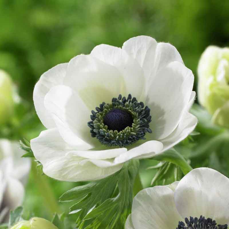 anemone white
