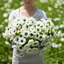 Close-up of several white anemone flowers held in womans hands, blooming in a garden.