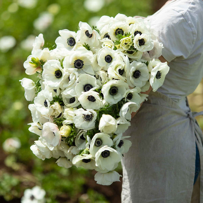 anemone white