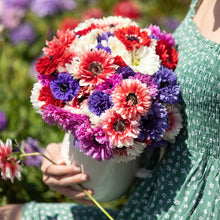 A close-up shot of white, red and purple anemone flowers against a soft background