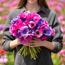 Close-up of vibrant pink and purple edge of dusk anemone flowers held in a womans hands