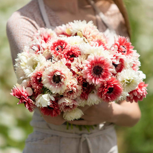 anemone elizabeths mix