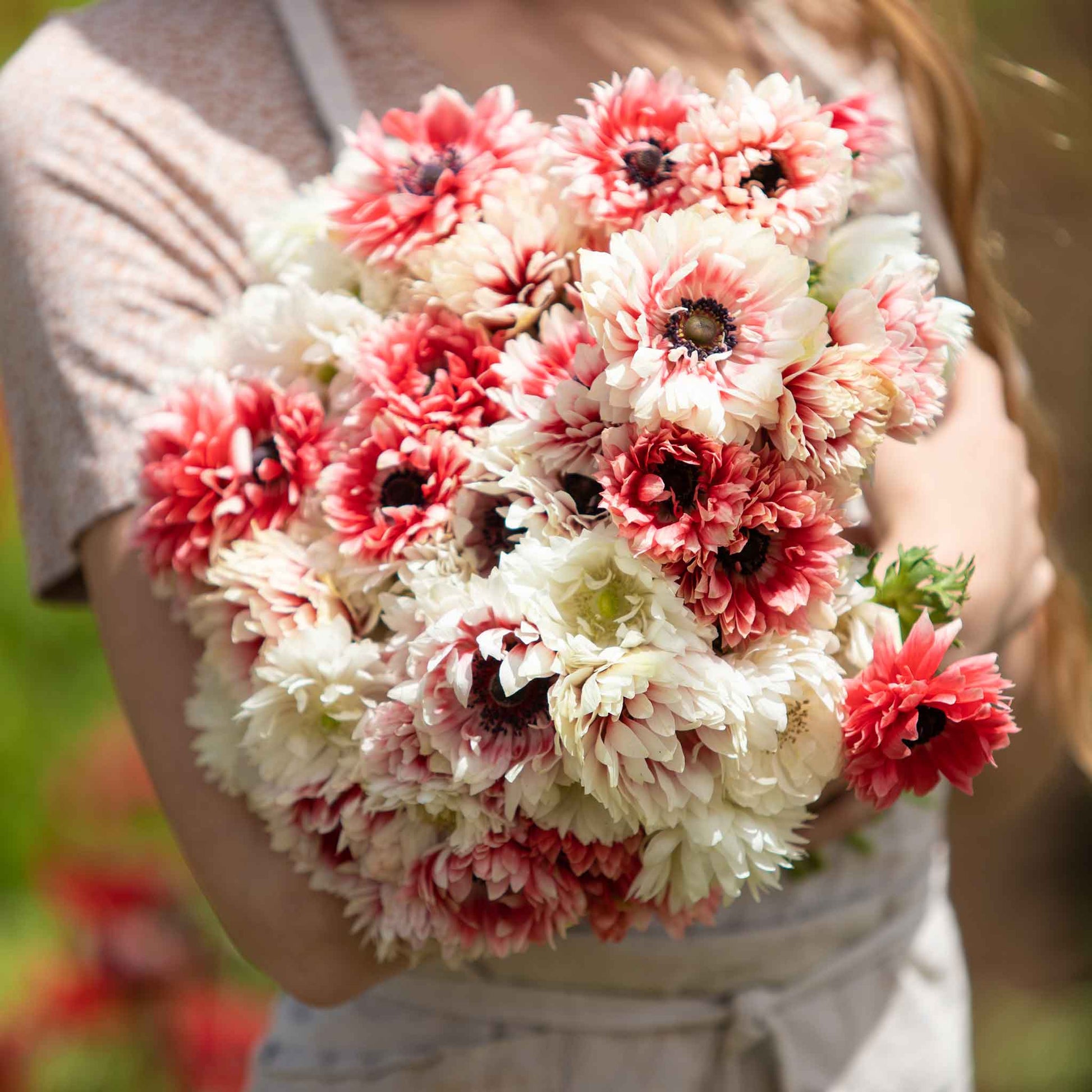 anemone elizabeths mix