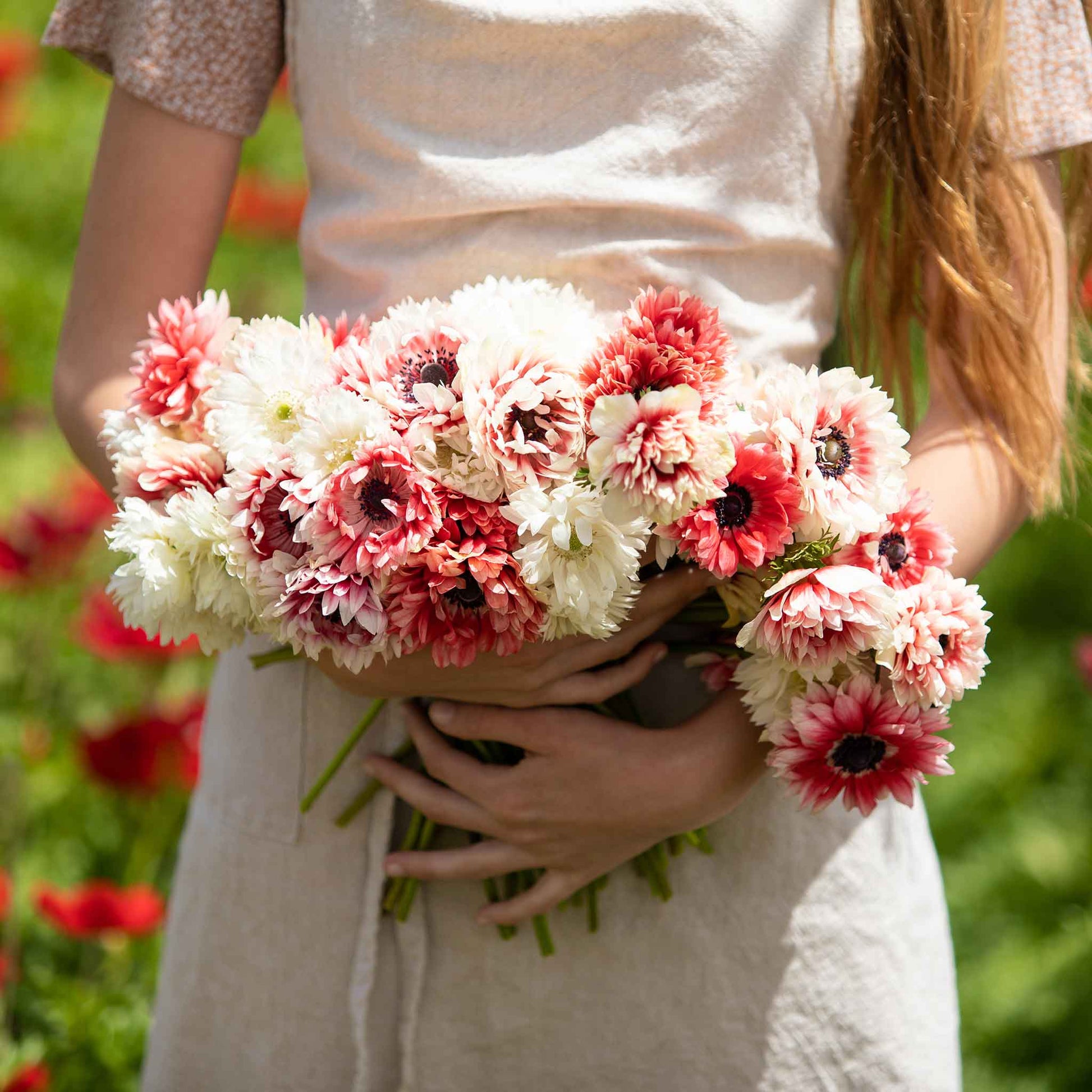anemone elizabeths mix