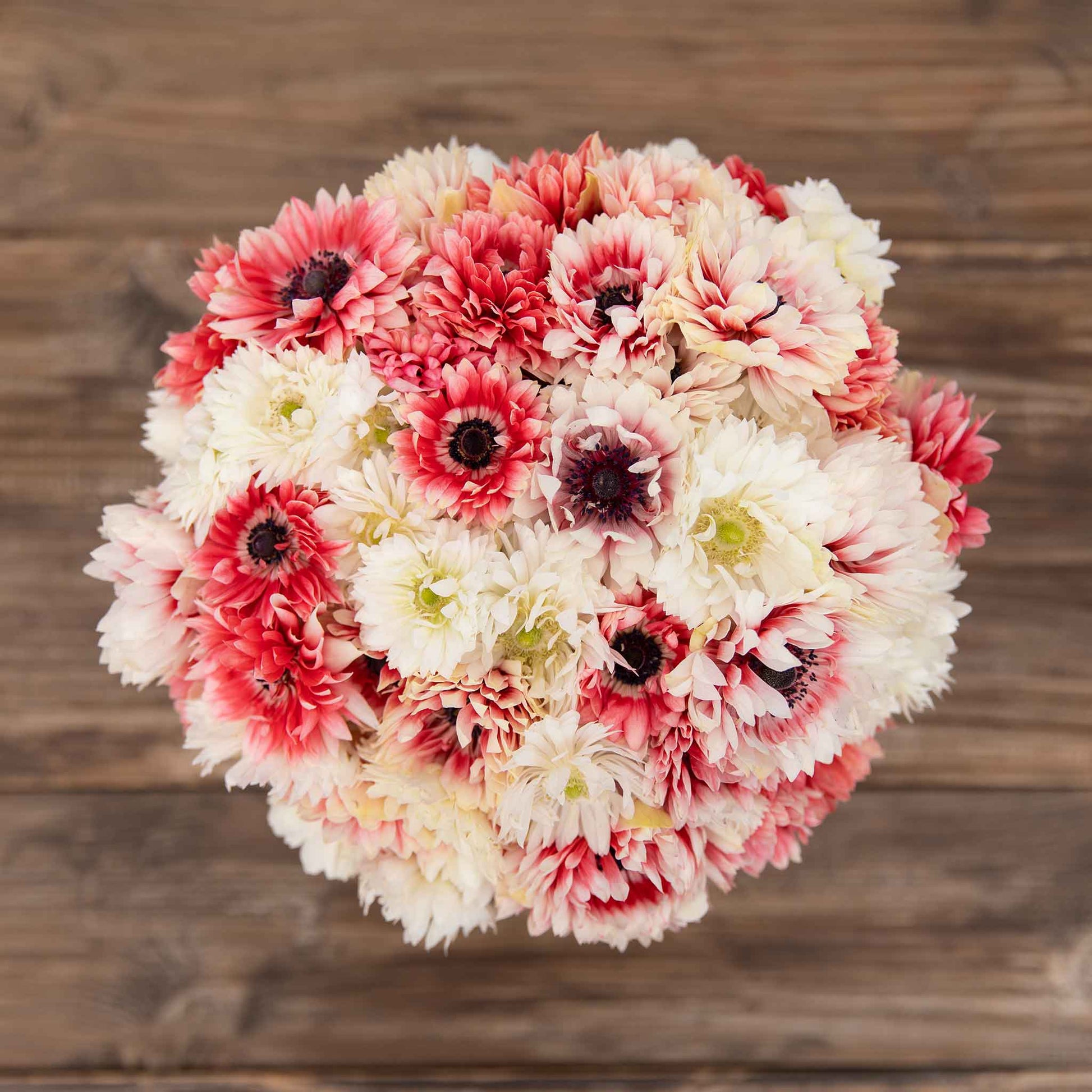 anemone elizabeths mix