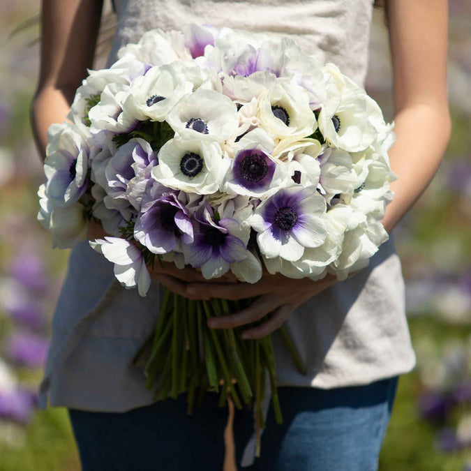 White and purple anemone flowers with dark centers are shown in womans hands.
