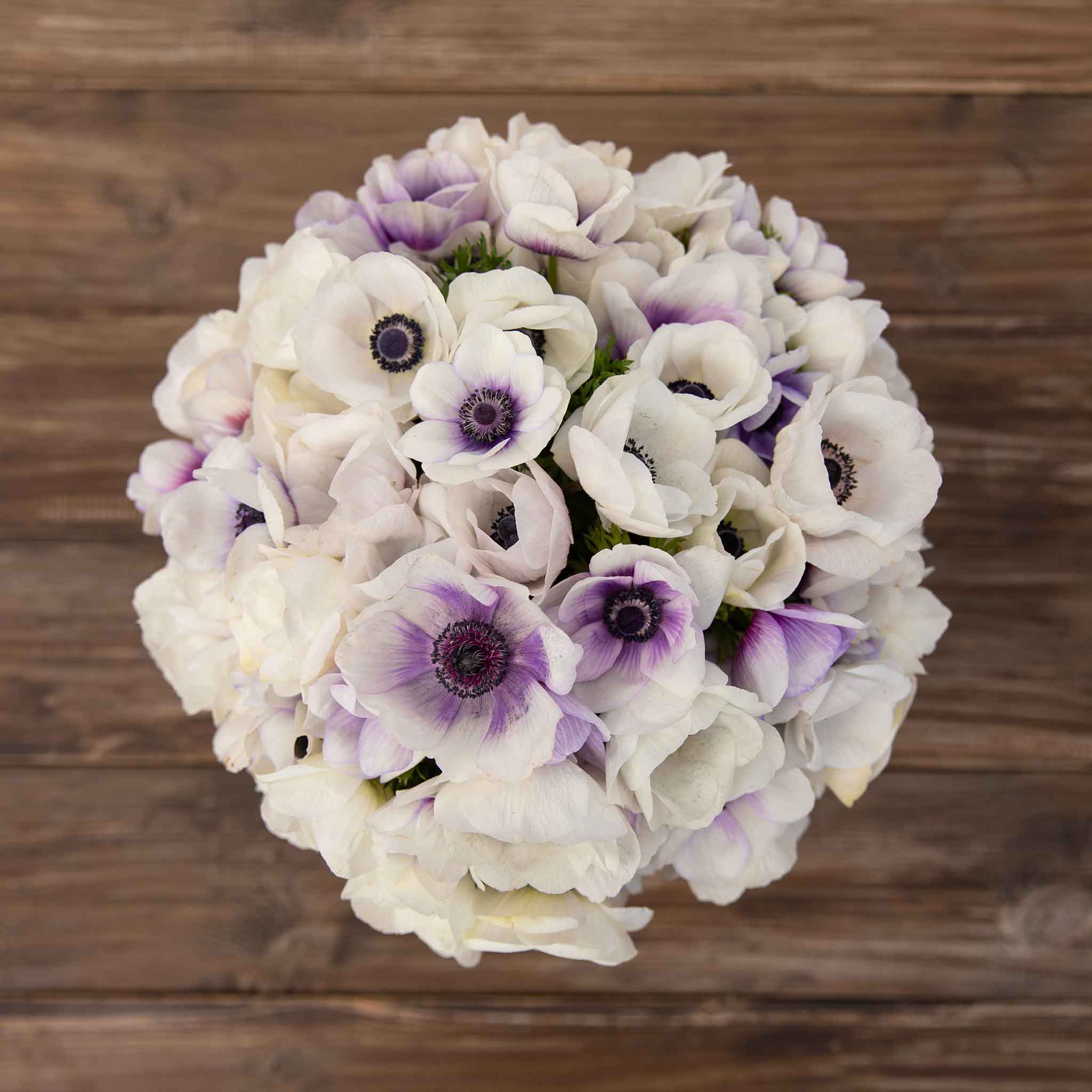 A vivid close-up of a blooming anemone Eskimo Kiss flower with delicate purple and white petals.