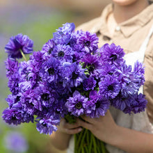 A close-up view of vibrant Fullstar blue anemone flowers with dark centers in full bloom.