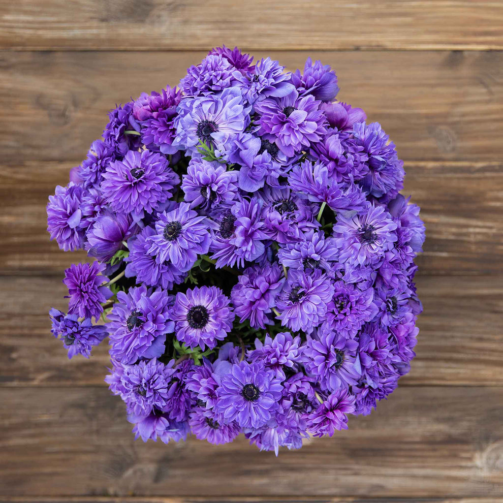 Anemone Bulbs Fullstar Blue Flower Bulbs Eden Brothers