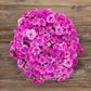 anemone fullstar pink