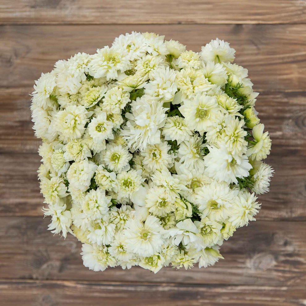 Anemone Bulbs Fullstar White Flower Bulbs Eden Brothers