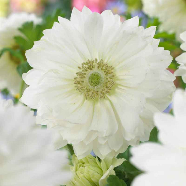 Anemone Bulbs Fullstar White Flower Bulbs Eden Brothers
