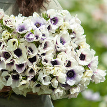 A cluster of fully bloomed, Pastel blue anemone flowers with dark centers and delicate petals.
