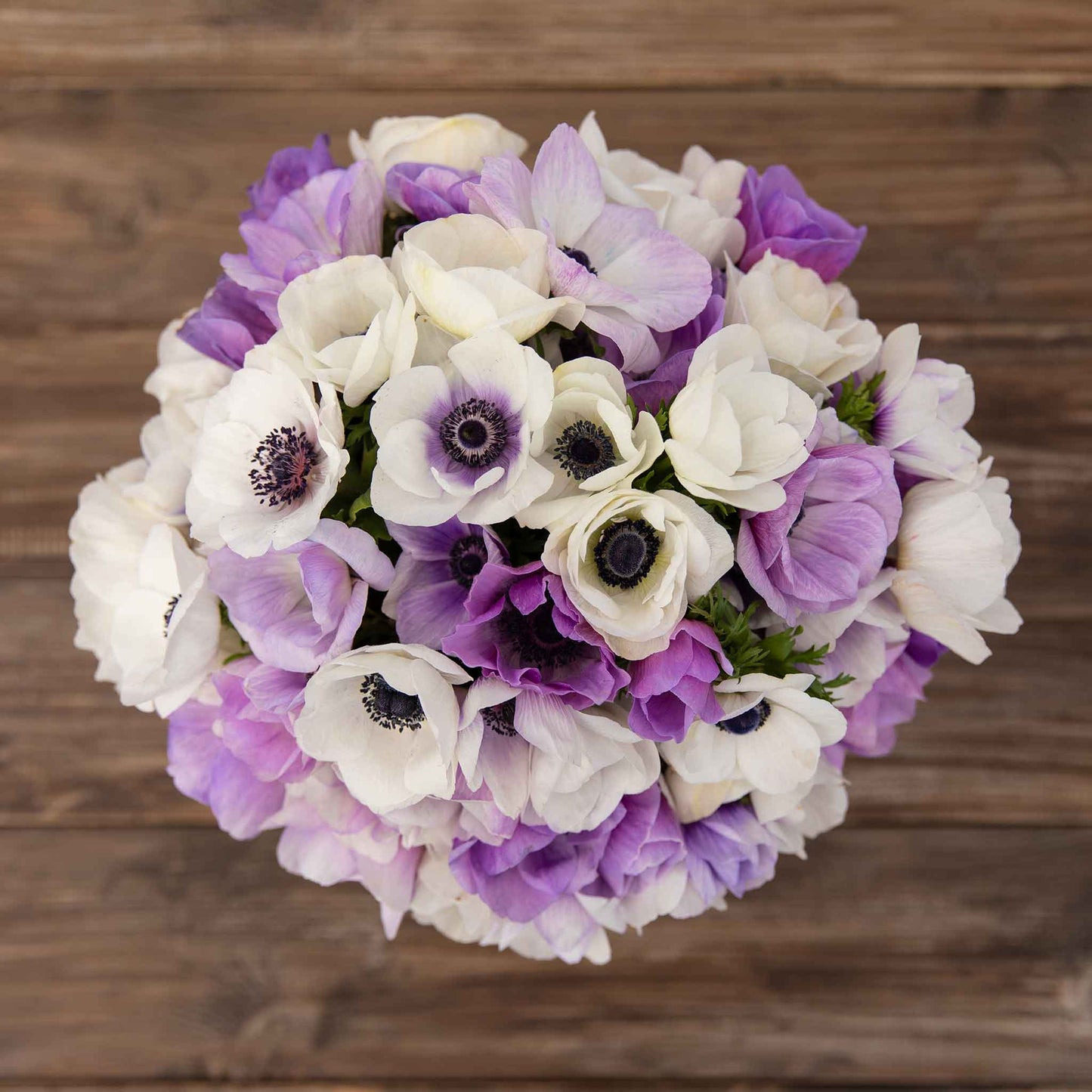 anemone pastel violet