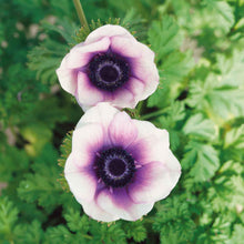 Close-up of two vibrant pastel violet anemone flowers with a dark center.