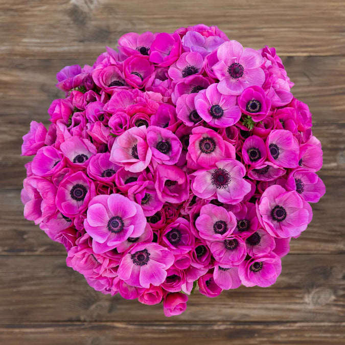 anemone pink