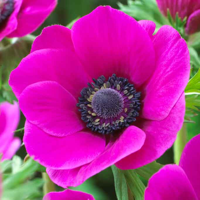 anemone pink