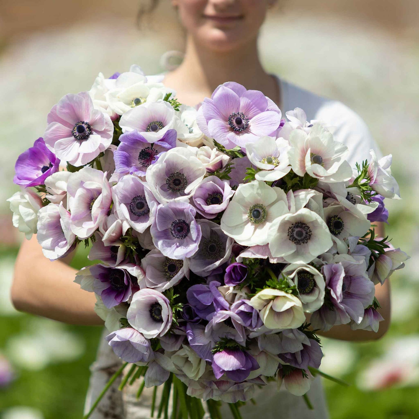 anemone rainbow pastel mix