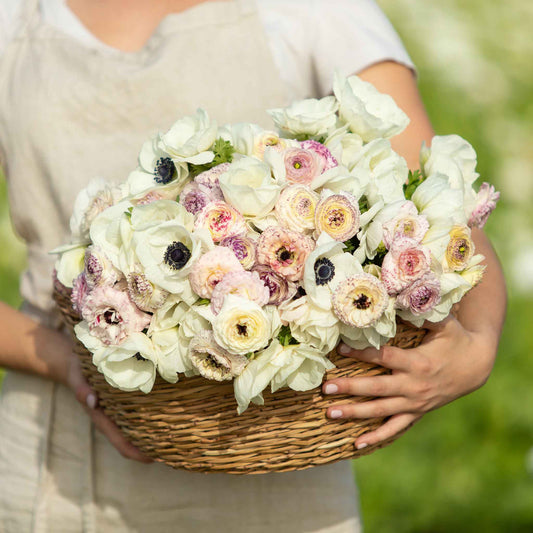 anemone and ranunculus alpine mix