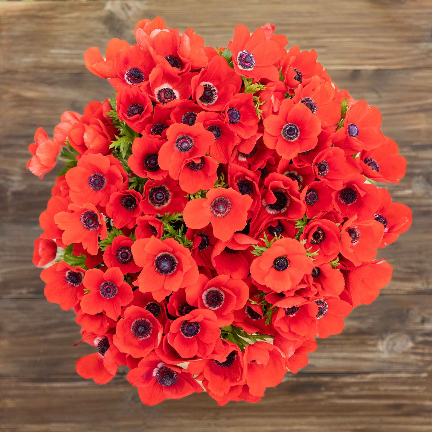 anemone red