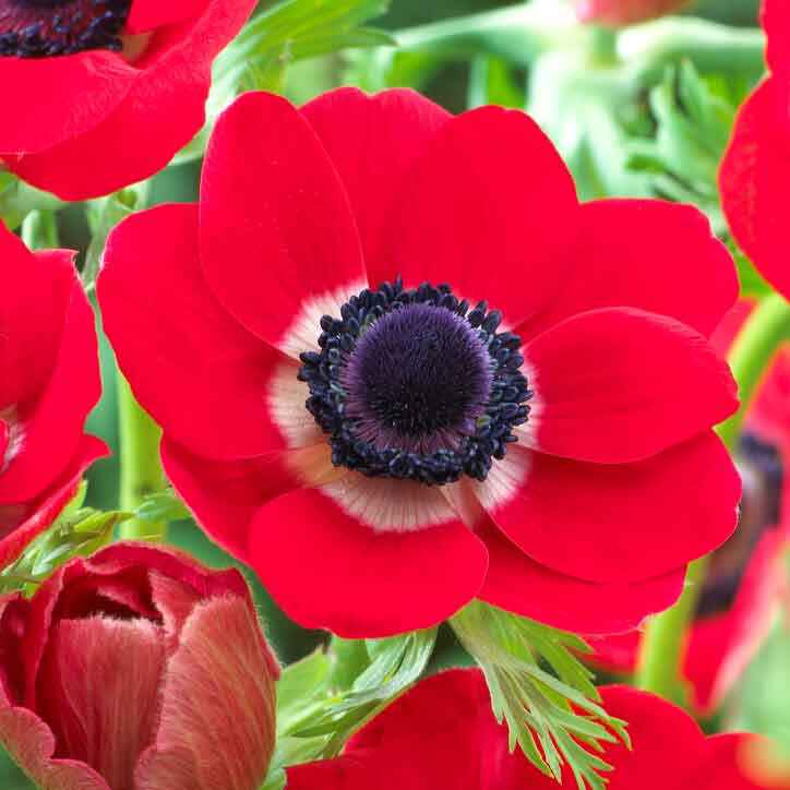 anemone red