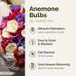 Bouquet of colorful flowers with text about anemone bulbs and their benefits.
