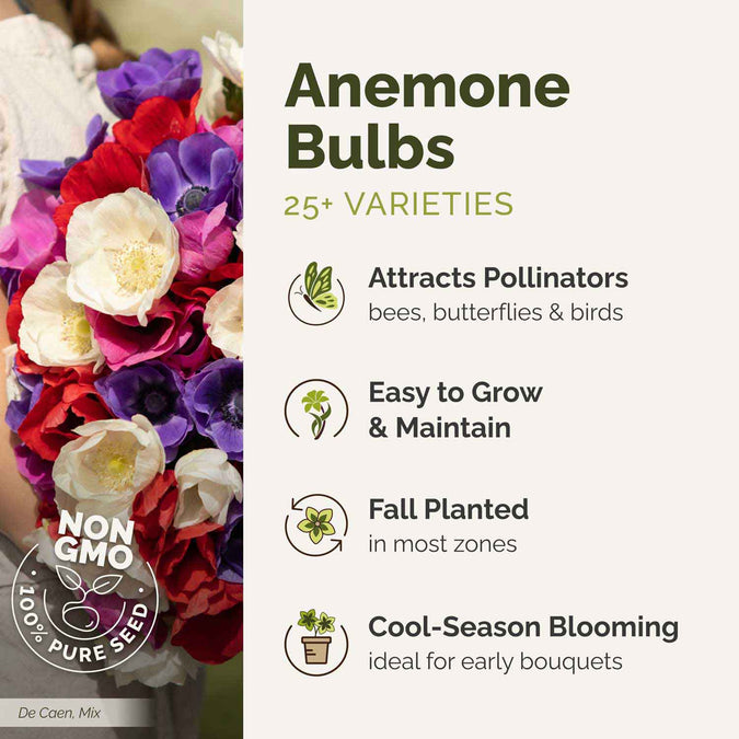 Bouquet of colorful flowers with text about anemone bulbs and their benefits.