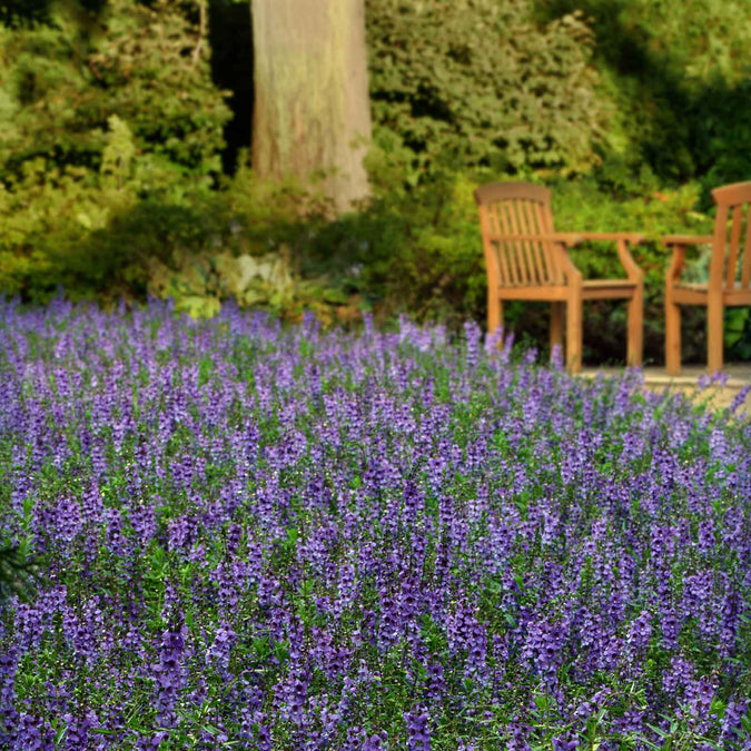 angelonia serena blue