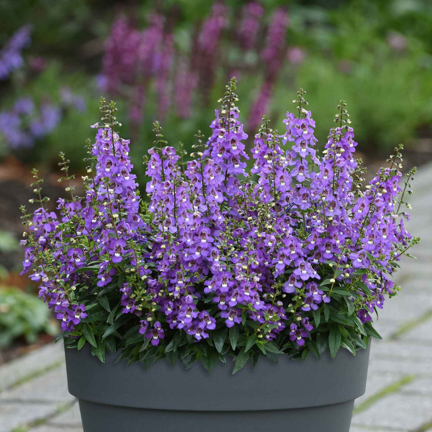 angelonia serena blue