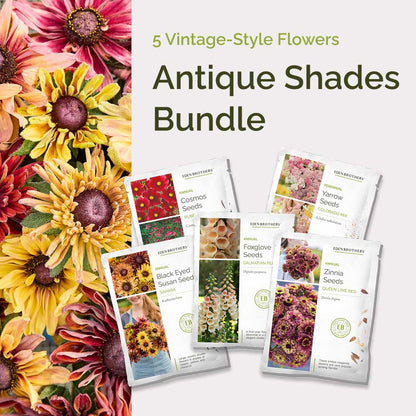 Graphic of antique shades bundle pack displaying a product image and contents of the bundle.