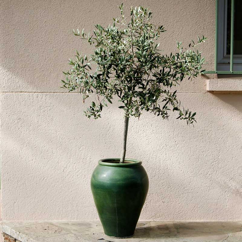 Arbequina Olive Tree