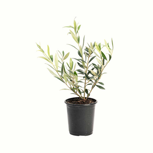 Arbequina Olive Tree