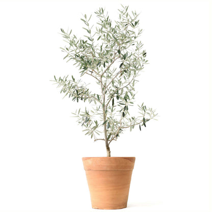 Arbequina Olive Tree
