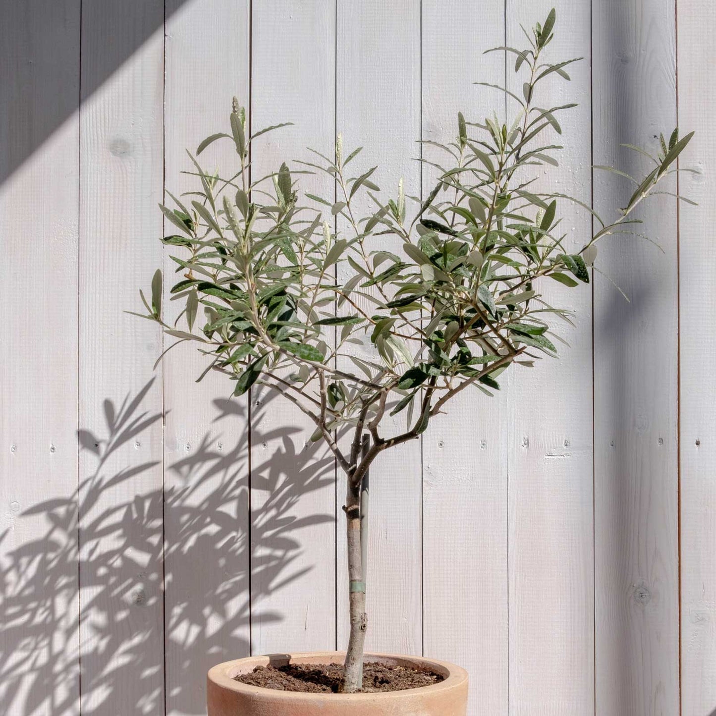 Arbequina Olive Tree