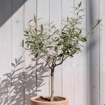 Arbequina Olive Tree