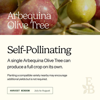 Informational graphic for a Arbequina Olive Tree, featuring a top photo of olives and text stating it is self-pollinating and produces a full crop on its own.