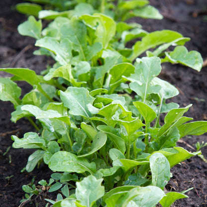 Arugula rocket leaves with dew drops growing from the ground.