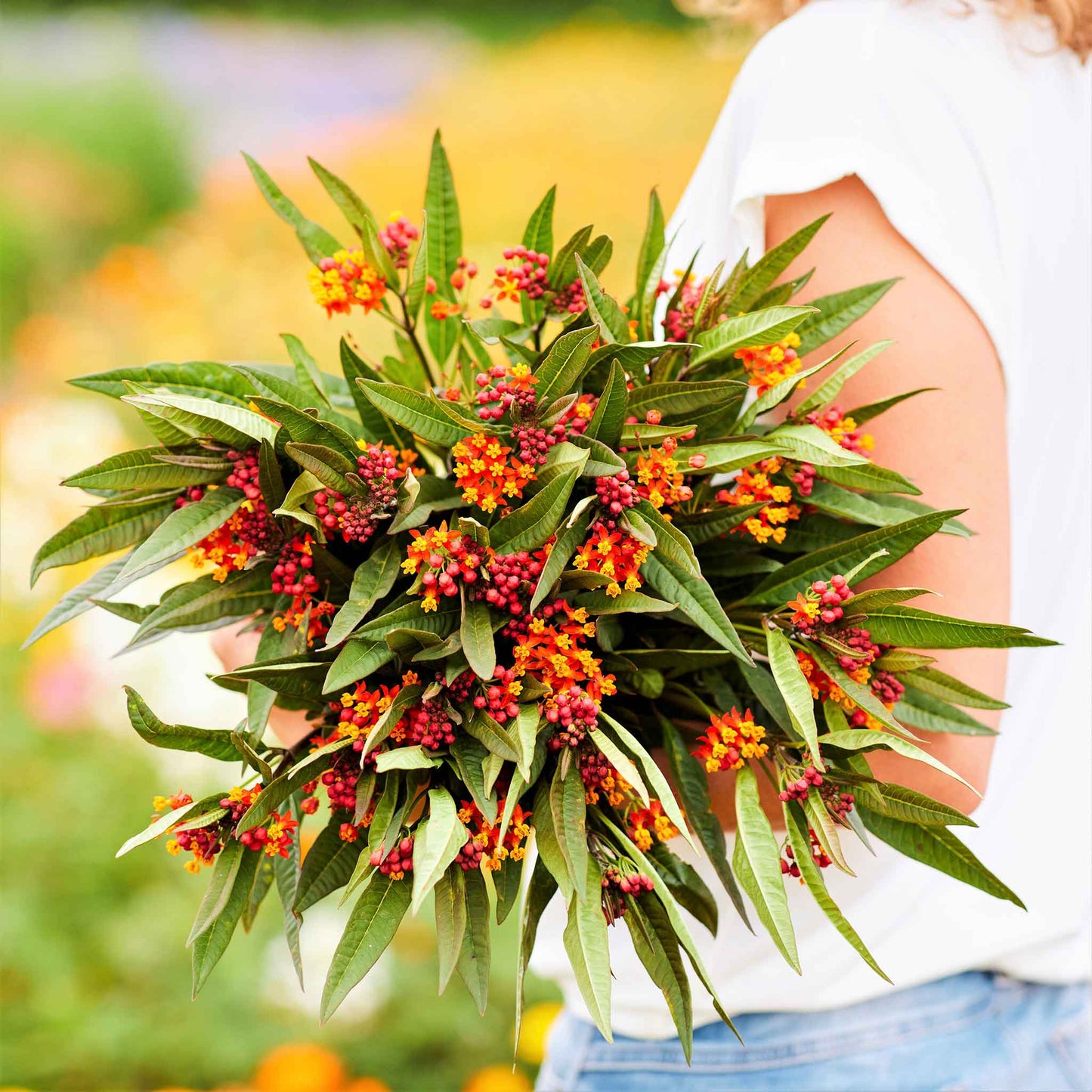 butterfly milkweed