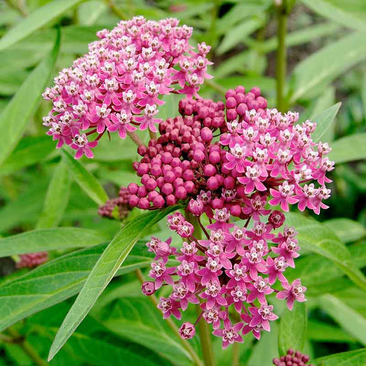 asclepias swamp milkweed carmine | copyright: Floramedia UK Ltd