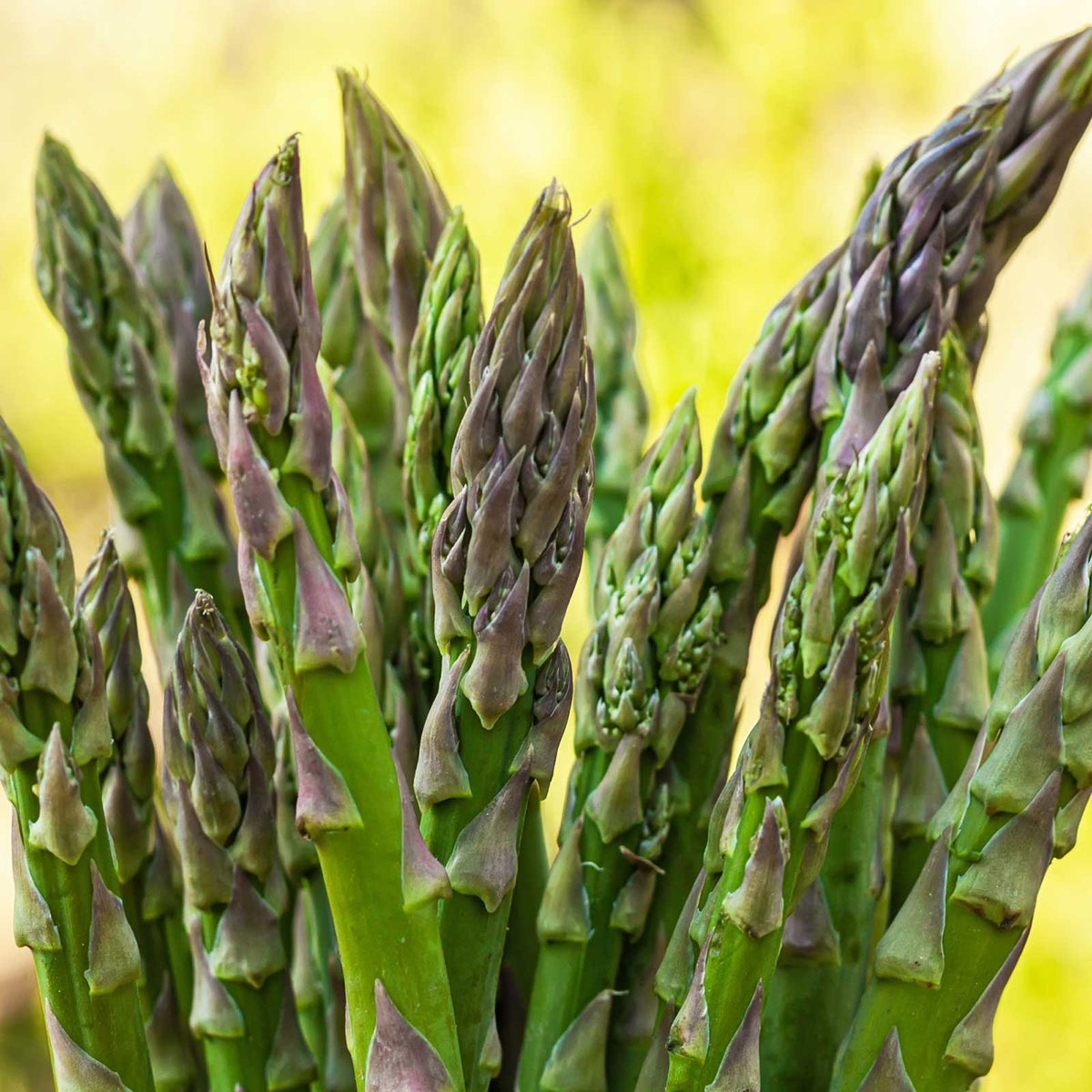 Close up of the top of jersey knight asparagus crowns  ready for harvest and eating