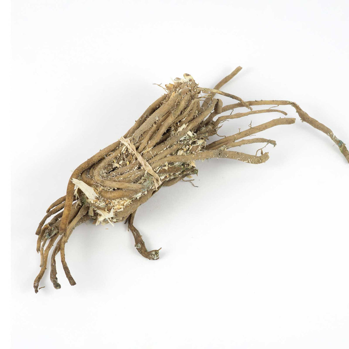 Bundle of asparagus bare roots ready for shipping on a white background