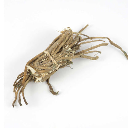 Bundle of asparagus bare roots ready for shipping on a white background