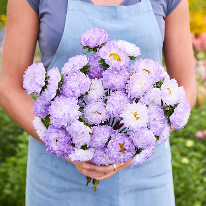 Person holding a bouquet of china aster duchesse blue white flowers in a garden setting