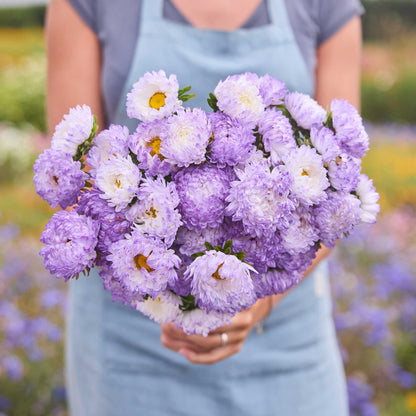 Person holding a bouquet of china aster duchesse blue white flowers in a garden setting