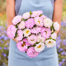 Person holding a bouquet of china aster duchesse rose white flowers in a garden setting