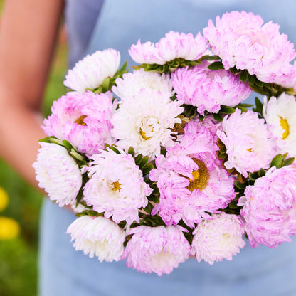 Close up ofa person holding a bouquet of china aster duchesse rose white flowers in a garden setting