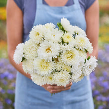 Person holding a bouquet of china aster duchesse yellow flowers in a garden setting