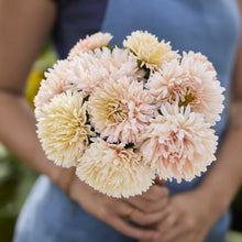 Close up of a person holding a bouquet of china aster king size apricot flowers in a garden setting